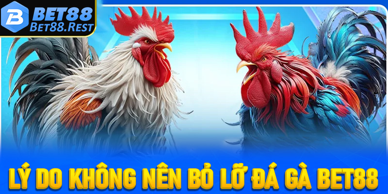 Lý do bạn không nên bỏ lỡ đấu trường đá gà Bet88